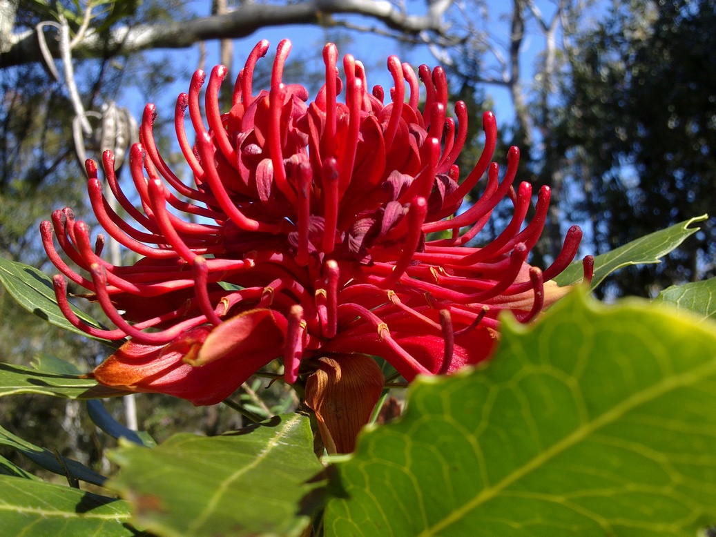 A Wild Waratah - Bush Flower Essence addressing hopelessness and dispair.