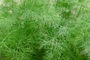 Dill can ease colic pain and flatulence