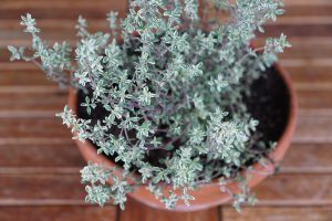 Thyme is good for respiratory conditions