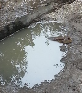 A mudskipper resting in its private swimming pool.