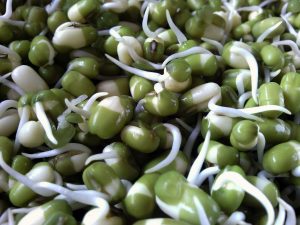 Sprouting greatly increase the bioavailability of zinc from beans