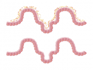 Probiotics form protective layer in the intestinal wall