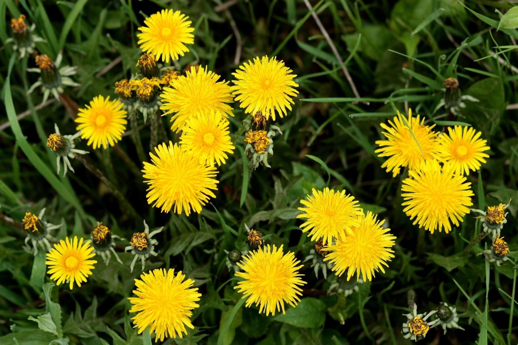 Dandelion is a common household weed